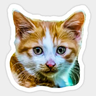 Cute Kitten Sticker